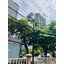 เสาไฟสนาม เหล็กพ่นสีดำ (ปลาย 3 นิ้ว)