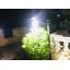โคมไฟกิ่งโซล่าเซลล์ รุ่น solar nest (550 lm.) (แสง: ขาว)