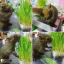 i Organic Grass™ ชุดปลูกข้าวสาลี สำหรับสัตว์เลี้ยง