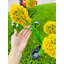 ไฟปักสนามโซล่าเซลล์ ทรงดอกไม้กลม สีเหลือง (แสง : หลากสี)(1 แถม 1)