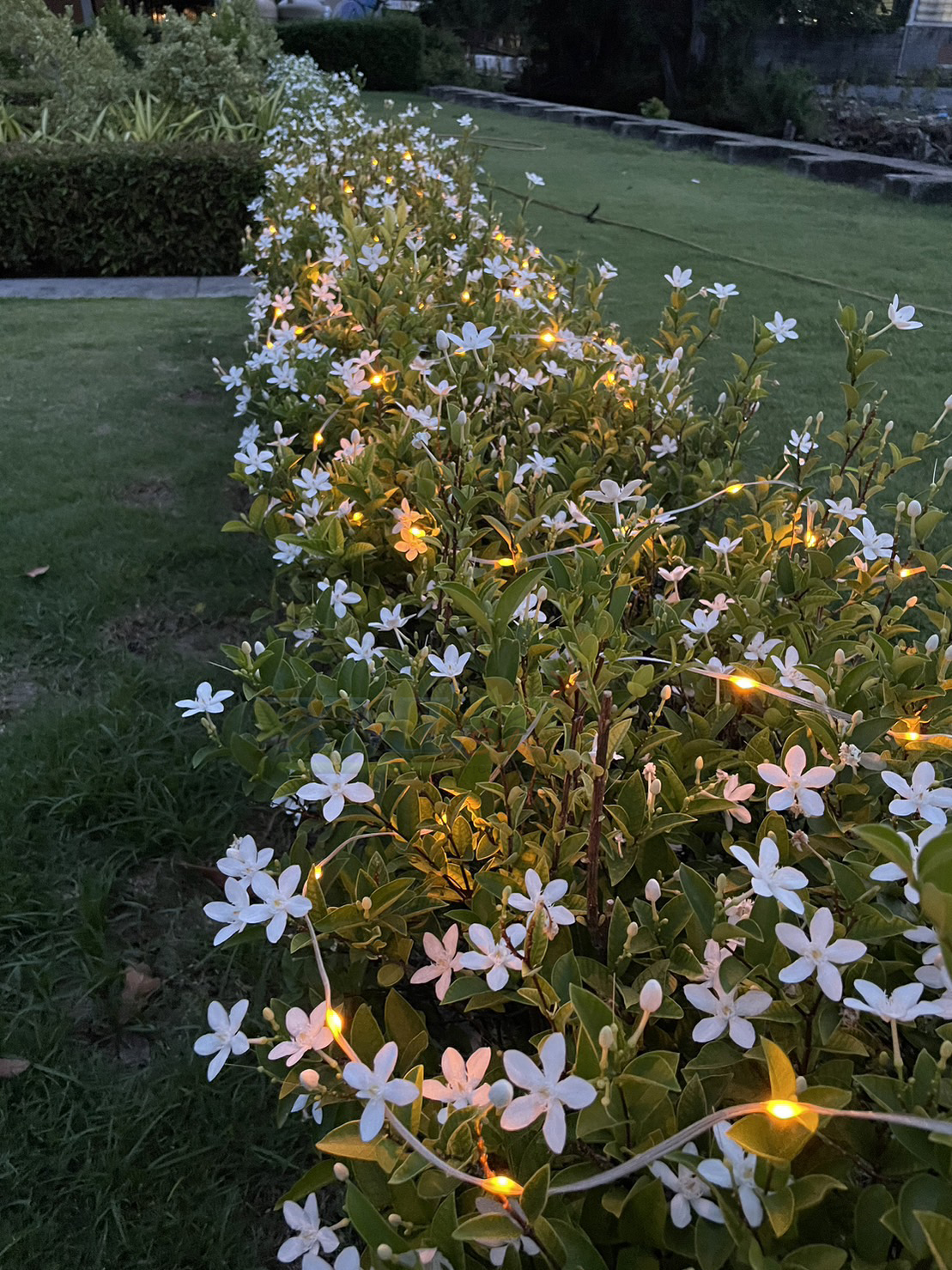 ไฟกระพริบโซล่าเซลล์ รุ่นใหม่สายขาว ยาว 10 เมตร (เเสง : เหลืองเข้ม)