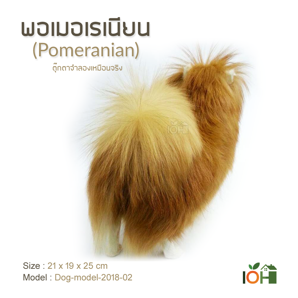 พอเมอเรเนียน Model02 ตุ๊กตาจำลองเหมือนจริง (Pre-Order)