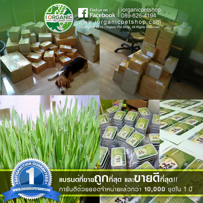 i Organic Grass™ ชุดปลูกข้าวสาลี สำหรับสัตว์เลี้ยง