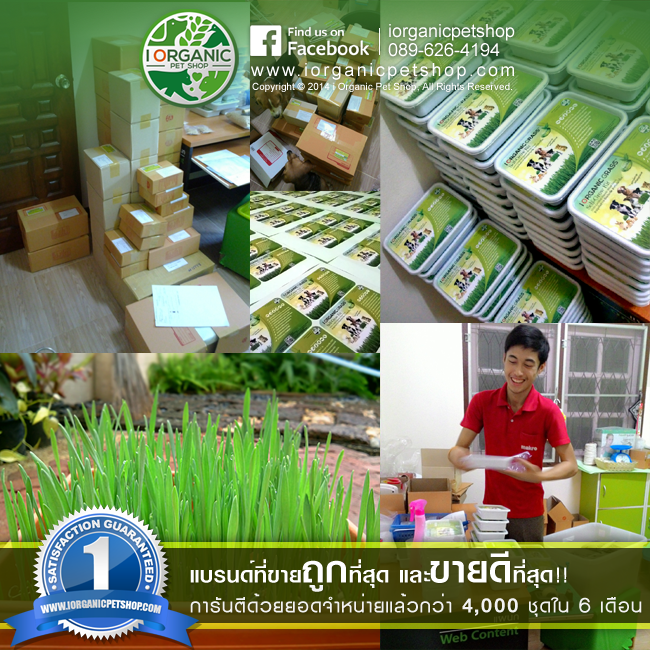 i Organic Grass™ ชุดปลูกข้าวสาลี สำหรับสัตว์เลี้ยง