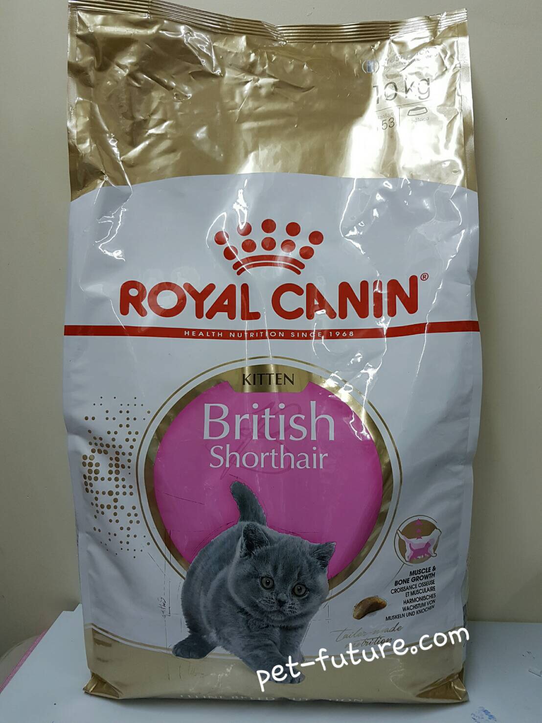 Kitten British Shorthair 10 kg. ลูกแมวบริททิส ชอร์ทแฮร์