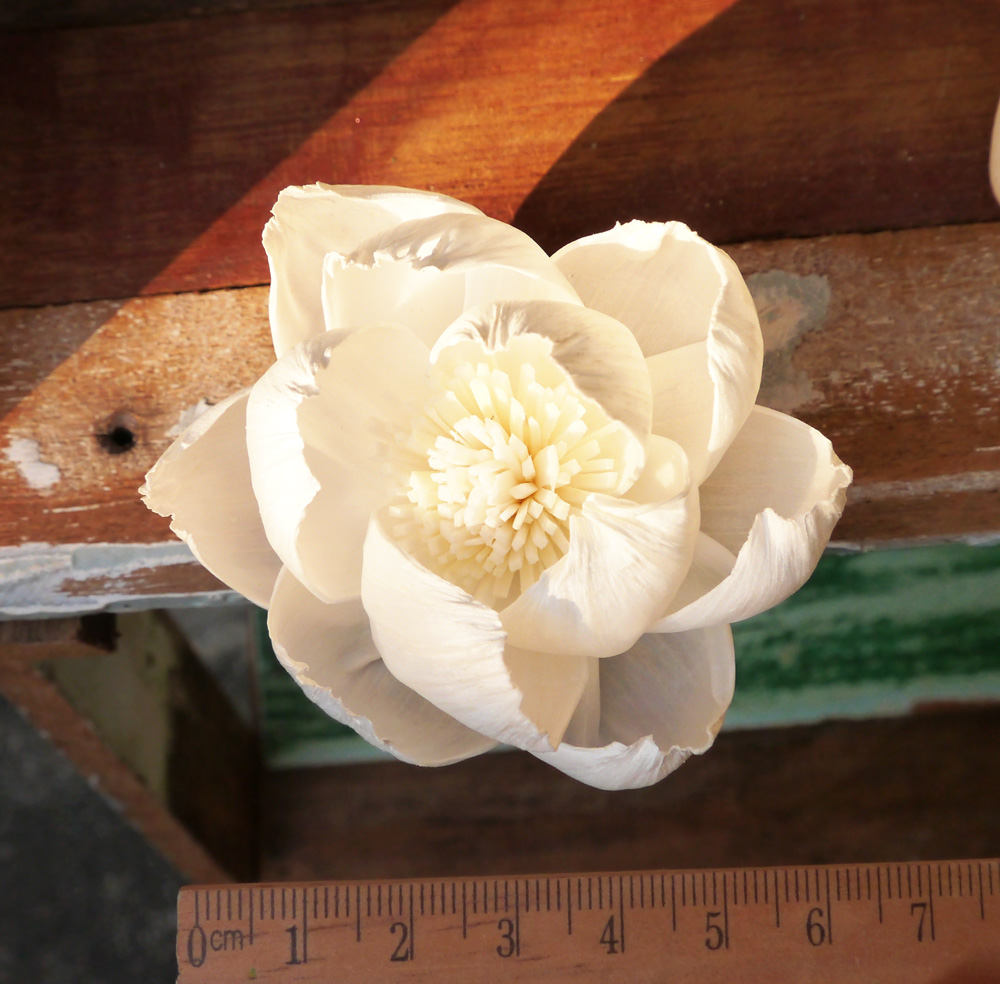 ดอกโบตั๋น 5cm Dia.