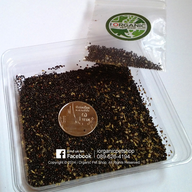 Organic Catnip Seeds ,เมล็ดแคทนิป,แคทนิป,Catnip