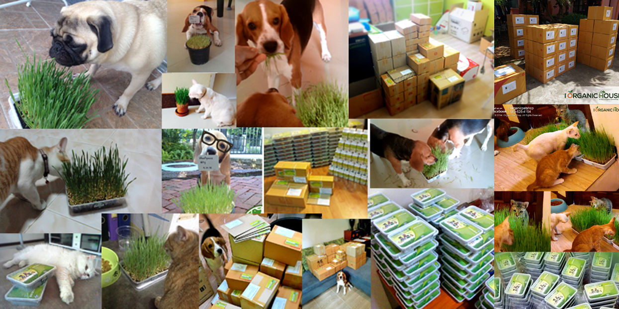 i Organic Pet Shop รีวิวชุดปลูกข้าวสาลี หญ้าแมว