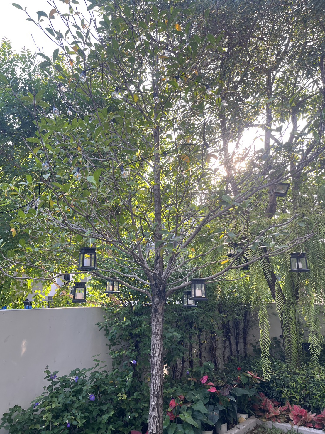 ไฟกระพริบโซล่าเซลล์ หลอดไส้ทรงกลม 25 ลูก (เเสง : เหลืองวอมไวท์)