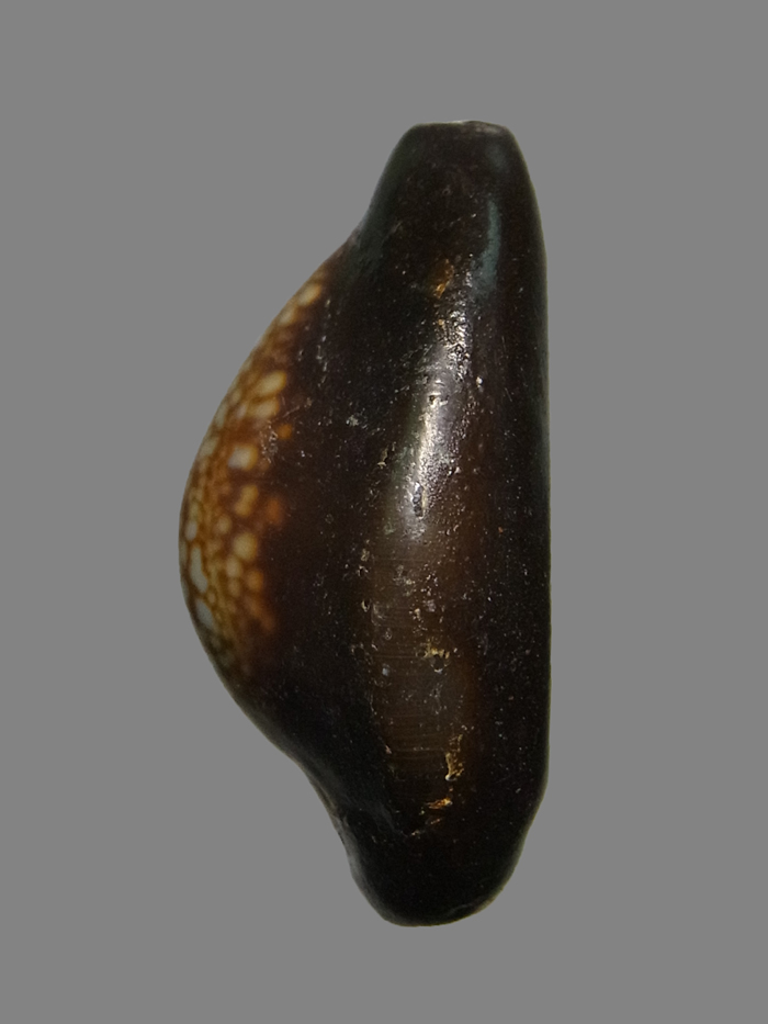 เบี้ยแก้ หลวงพ่อเกษม เขมโก รุ่นสุริยุปราคา ปี2538