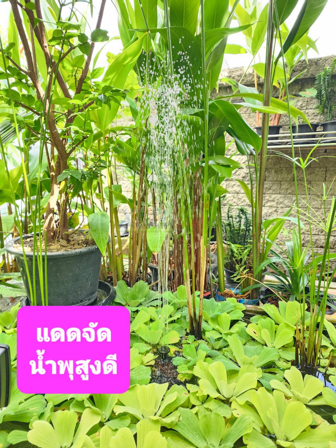 น้ำพุพลังเเสงอาทิตย์ (รุ่น เเผงเเยก) -ไซส์เล็ก (ขนาดแผงโซล่าเซลล์)