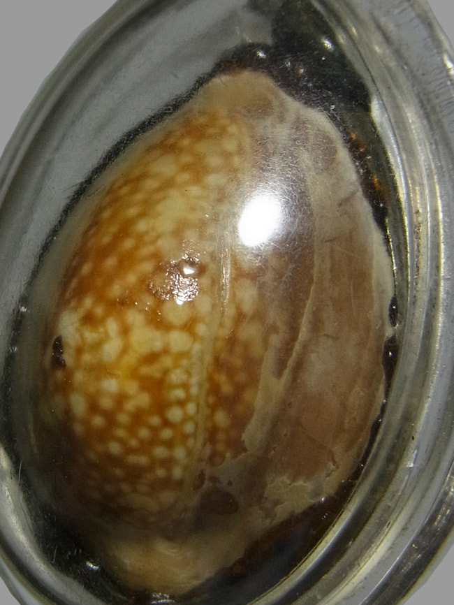 เบี้ยแก้ รุ่น 2 หลวงปู่หลิว ปี2537 หุ้มเงิน