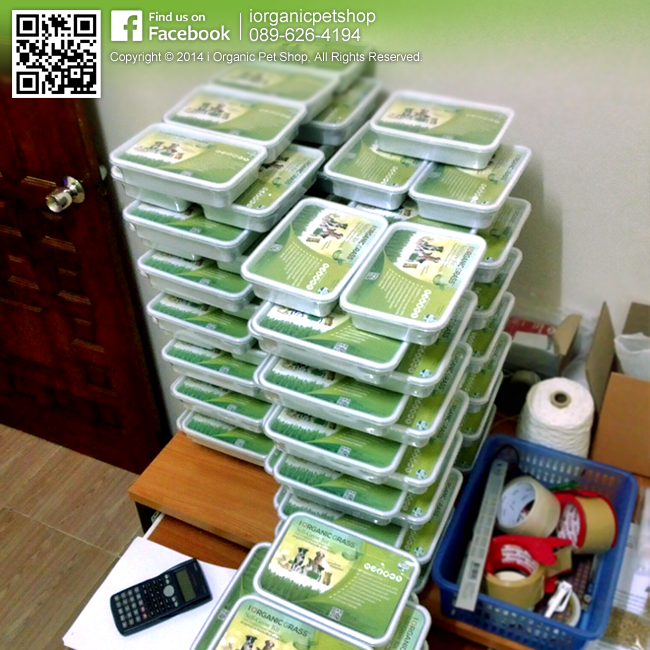 i Organic Grass™ ชุดปลูกข้าวสาลี สำหรับสัตว์เลี้ยง
