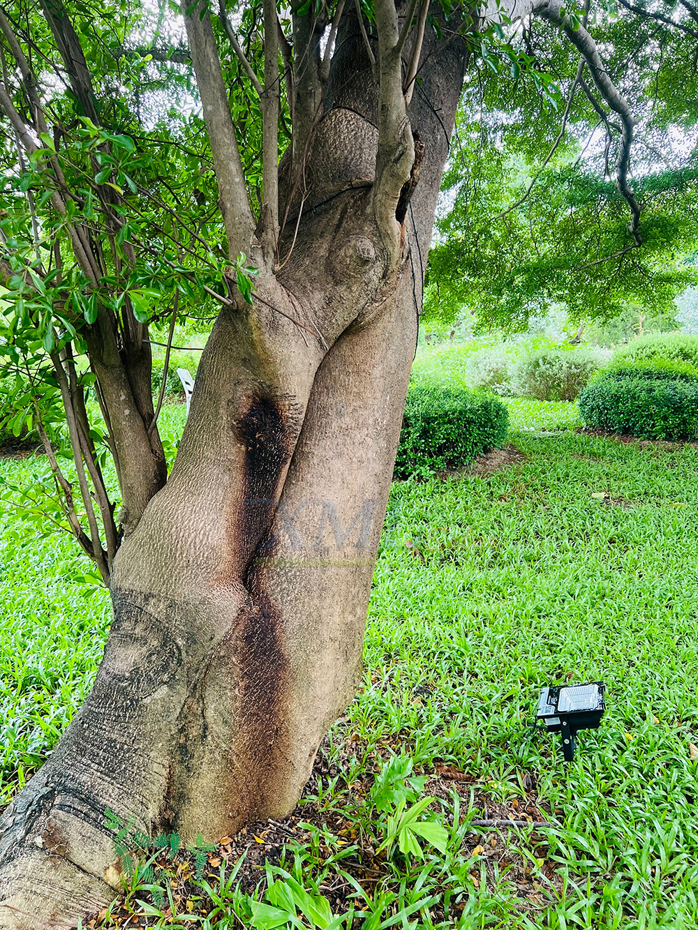 ไฟสปอตไลท์โซล่าเซลล์ 50 Watt กล่องสีน้ำตาล (เปิดได้ 3 แสง)