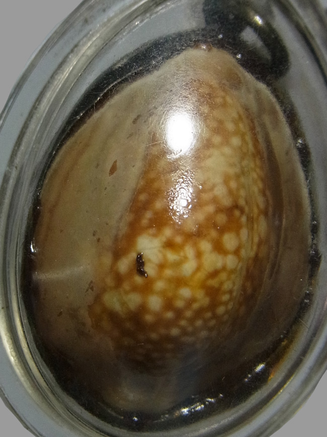 เบี้ยแก้ รุ่น 2 หลวงปู่หลิว ปี2537 หุ้มเงิน