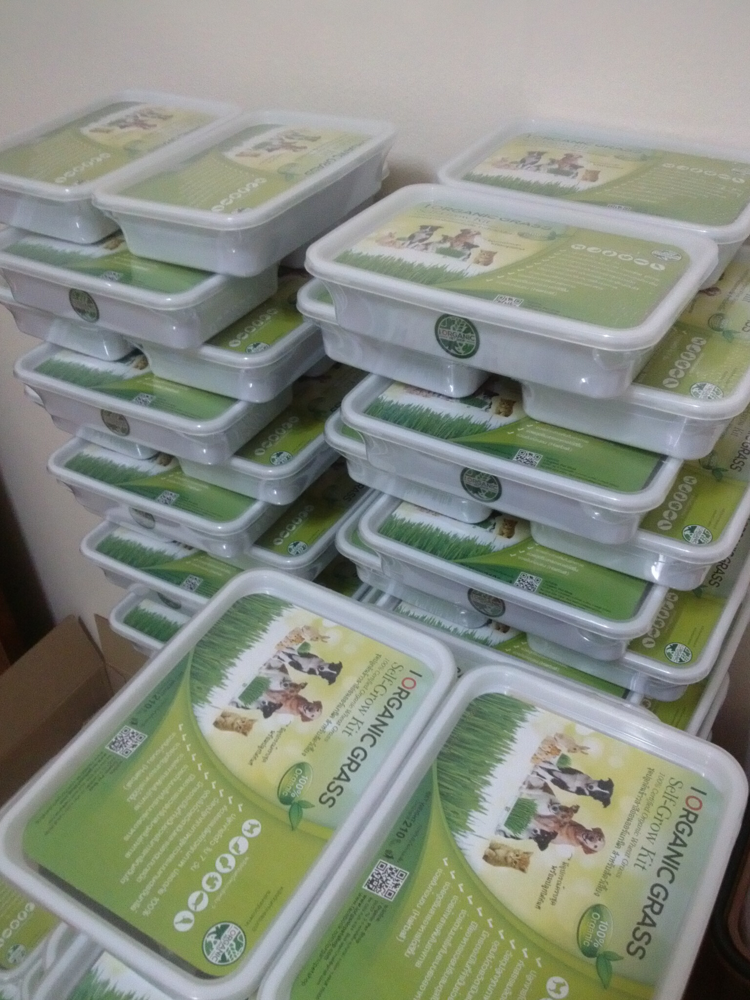 i Organic Grass™ ชุดปลูกข้าวสาลี สำหรับสัตว์เลี้ยง