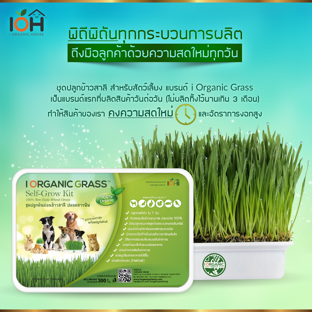 i Organic Grass™ ชุดปลูกข้าวสาลี สำหรับสัตว์เลี้ยง