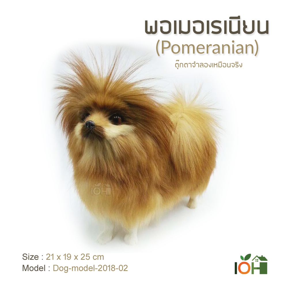 พอเมอเรเนียน Model02 ตุ๊กตาจำลองเหมือนจริง (Pre-Order)