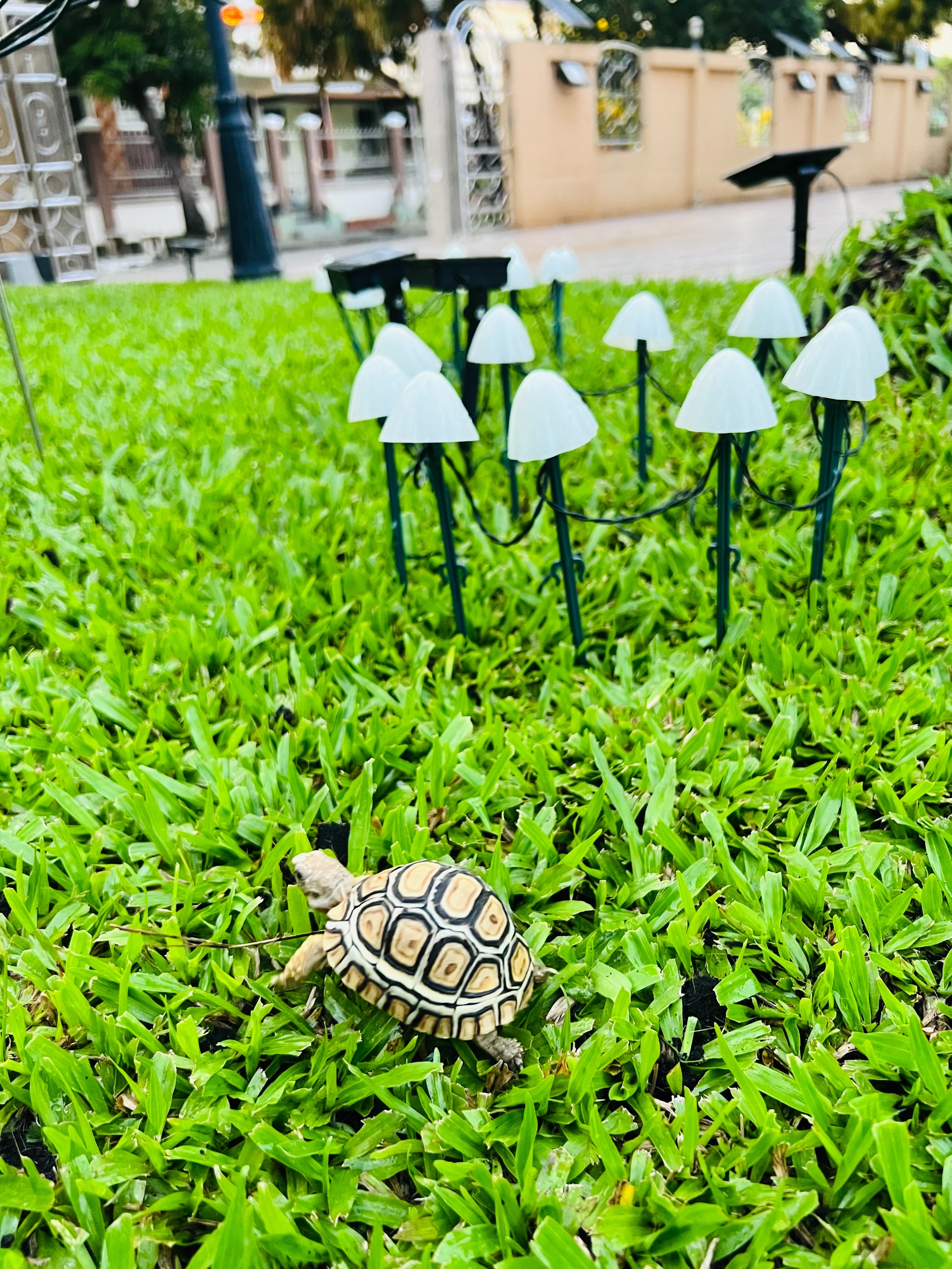 ไฟปักสนามโซล่าเซลล์ รูปเห็ด