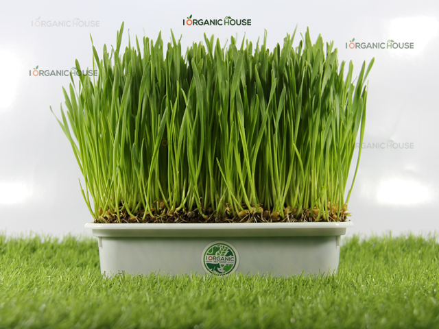 เมล็ดข้าวสาลี นำเข้าคัดพิเศษ ปลอดสารพิษ 500 กรัม