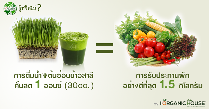 ประโยชน์ของข้าวสาลี เมล็ดข้าวสาลี