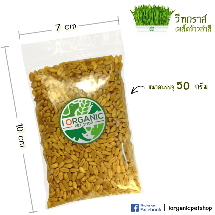 เมล็ดข้าวสาลี ออร์แกนิค ขนาด 50 กรัม