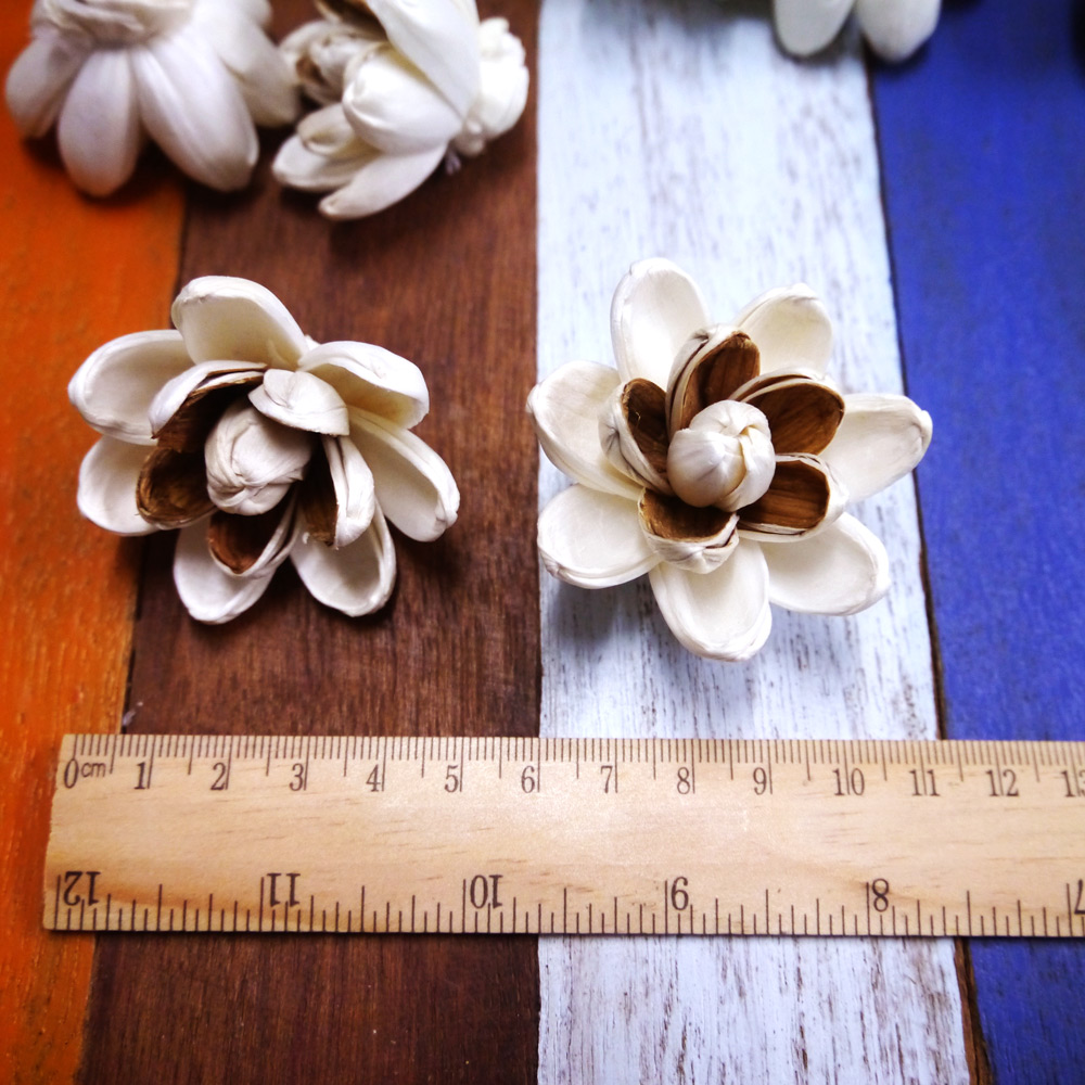 ดอกโลตัสสลับสีขาวน้ำตาล 5cm Dia.