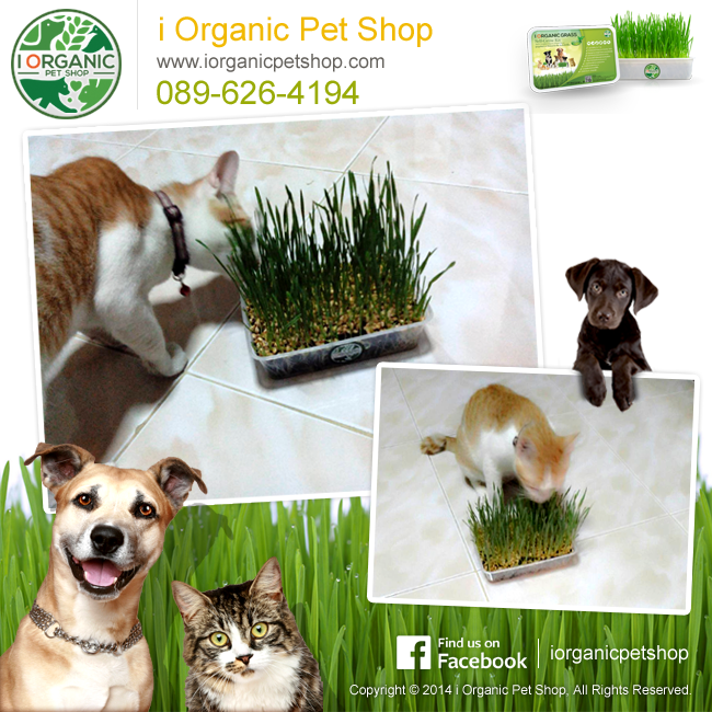 รีวิว i Organic Grass ชุดปลูกข้าวสาลี ข้าวสาลีแมว หญ้าแมว ข้าวสาลีออร์แกนิค