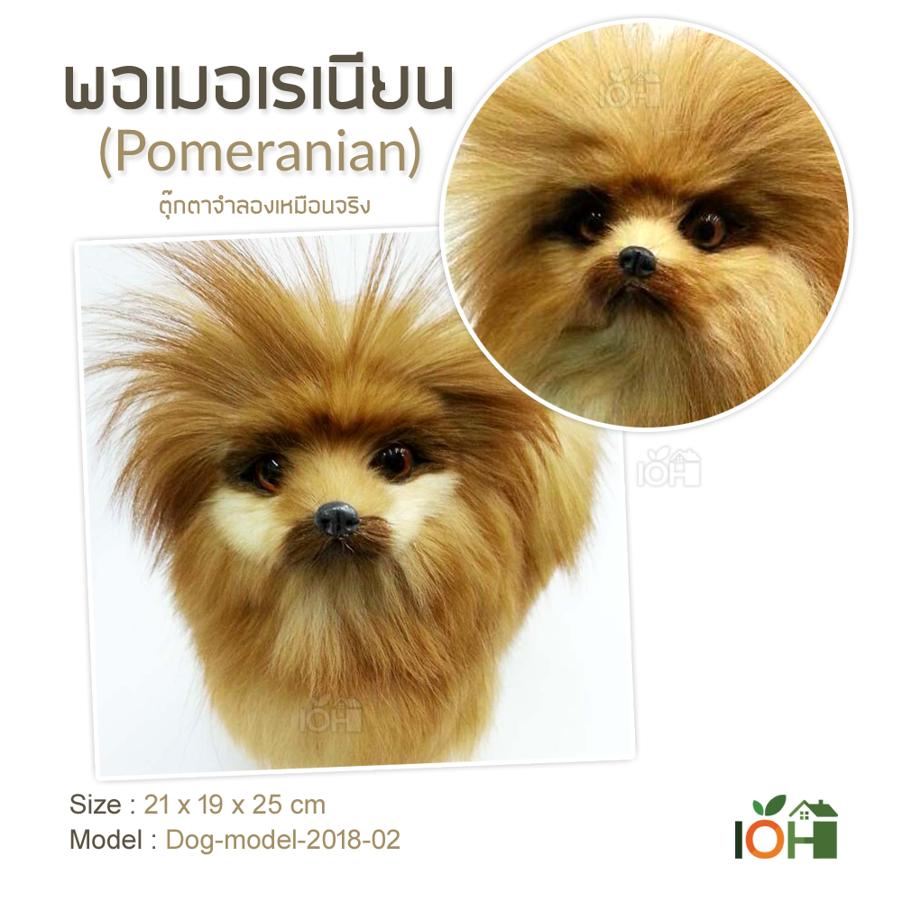 พอเมอเรเนียน Model02 ตุ๊กตาจำลองเหมือนจริง (Pre-Order)