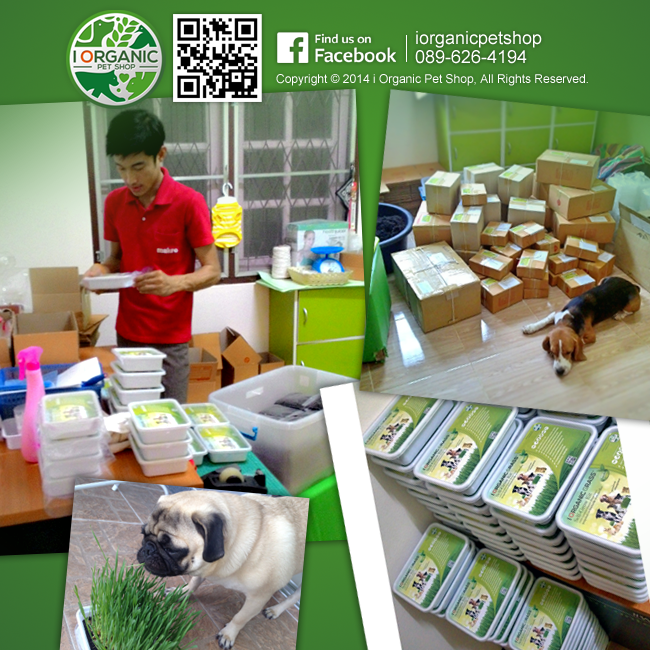 i Organic Grass™ ชุดปลูกข้าวสาลี สำหรับสัตว์เลี้ยง