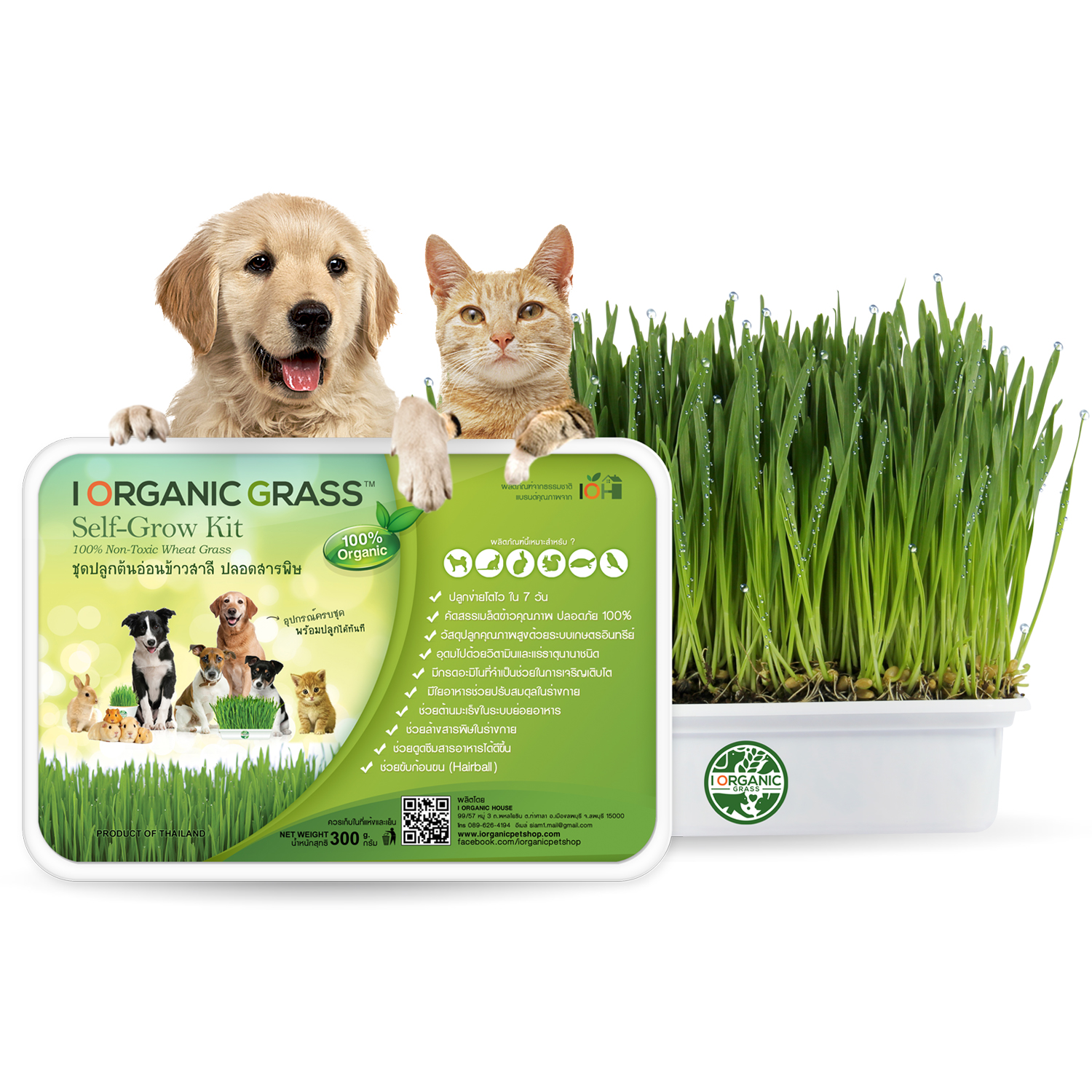 i Organic Grass™ ชุดปลูกข้าวสาลี สำหรับสัตว์เลี้ยง