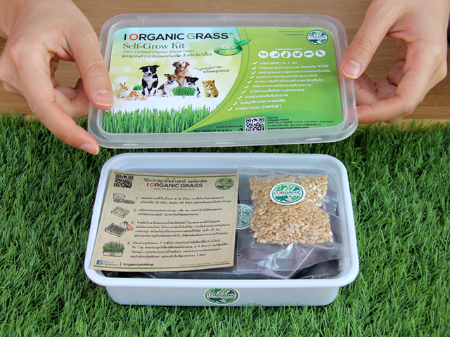 i Organic Grass™ ชุดปลูกข้าวสาลี สำหรับสัตว์เลี้ยง