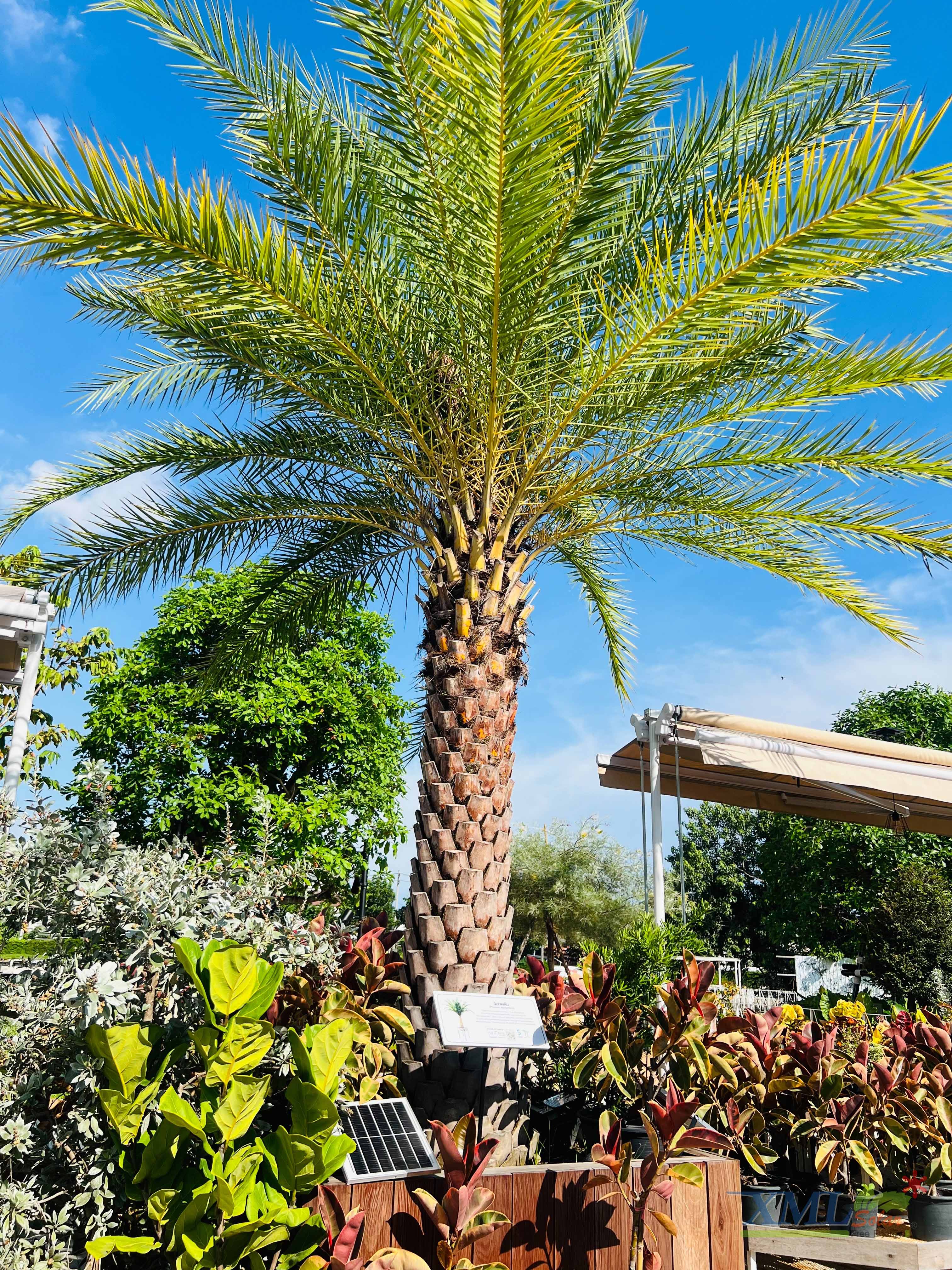 ไฟสปอตไลท์โซล่าเซลล์ 50 Watt กล่องสีน้ำตาล (เปิดได้ 3 แสง)