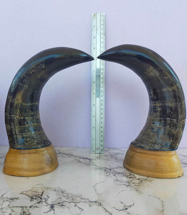 เขาวัวคู่ฐานไม้ สูง 9 นิ้ว