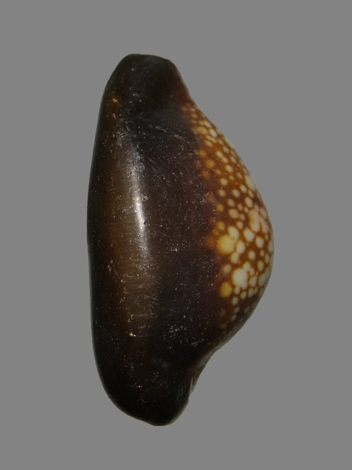 เบี้ยแก้ หลวงพ่อเกษม เขมโก รุ่นสุริยุปราคา ปี2538