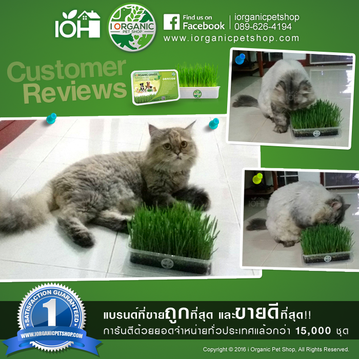 i Organic Grass™ ชุดปลูกข้าวสาลี สำหรับสัตว์เลี้ยง