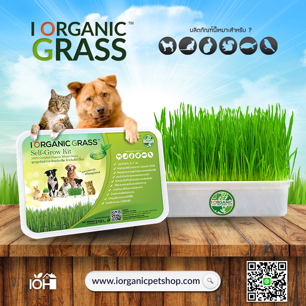 i Organic Grass™ ชุดปลูกข้าวสาลี สำหรับสัตว์เลี้ยง