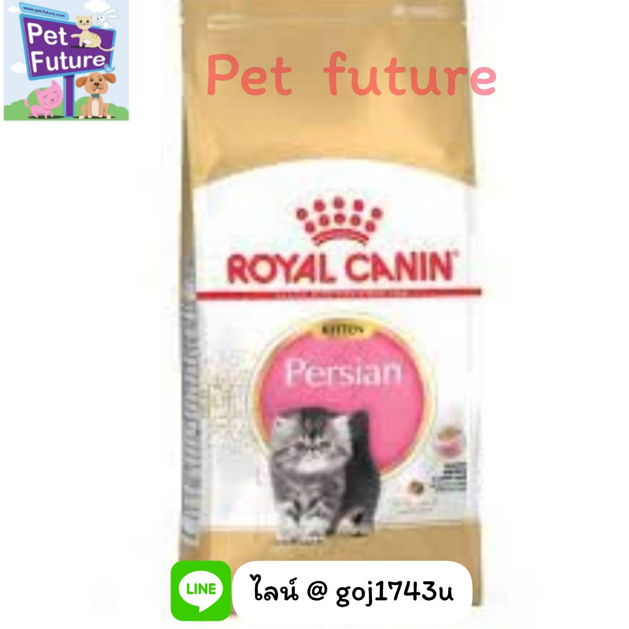 FBN Kitten Persian ลูกแมว 4 เดือน ถึง 12 เดือน ขนาด 4 kg.