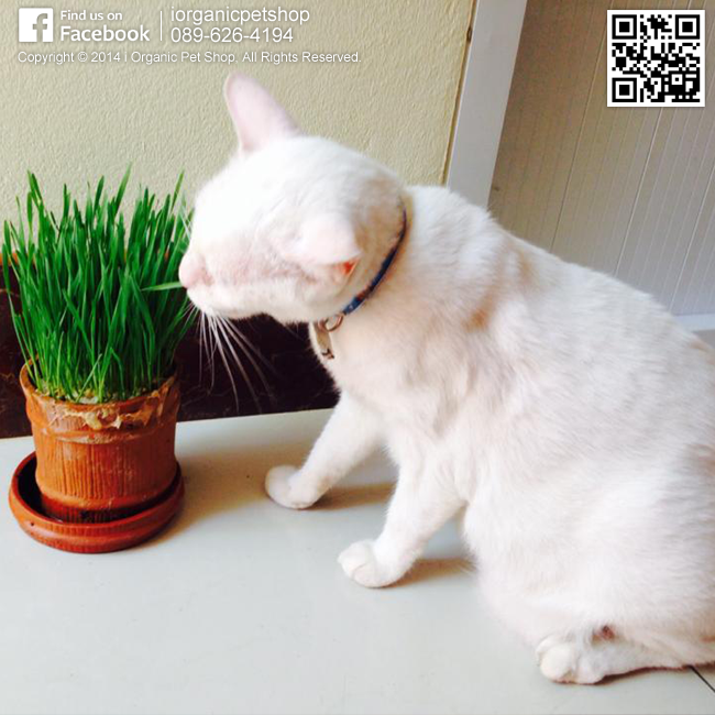 รีวิวชุดปลูกข้าวสาลีออร์แกนิค จากลูกค้าร้าน i Organic Pet Shop
