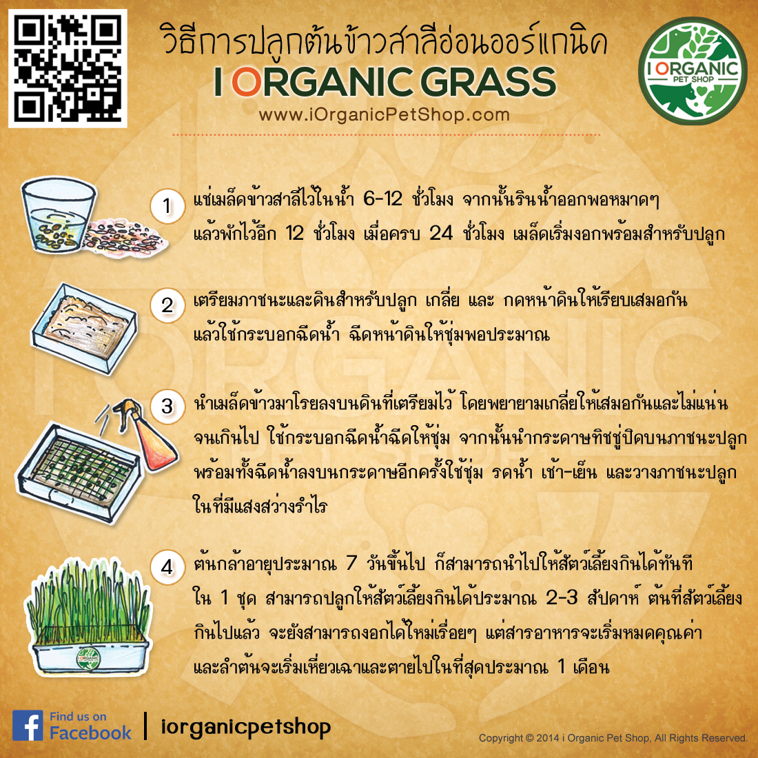 การปลูกข้าวสาลี วิธีการปลูกข้าวสาลีอ่อน การปลูกต้นอ่อนข้าวสาลี