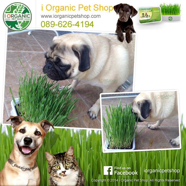 i Organic Grass™ ชุดปลูกข้าวสาลี สำหรับสัตว์เลี้ยง