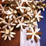 ดอกเล็บมือนาง 4.5cm Dia.