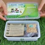 วิธีการปลูกต้นอ่อนข้าวสาลี (How to Grow Wheatgrass) มีภาพประกอบ