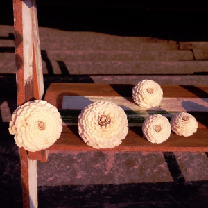 ดอกบานชื่น