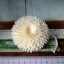 ดอกเยียบีร่า 8cm ติดเชือก